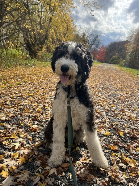 Entry image for Rocco Winston. Clicking this image will show a larger photo