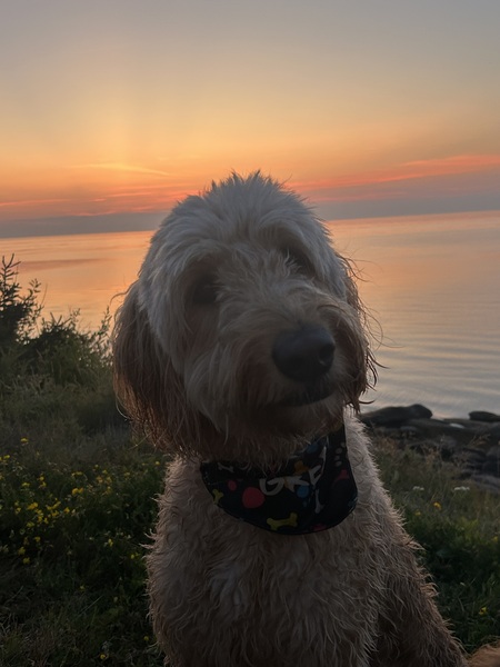 Entry image for Remi. Clicking this image will show a larger photo