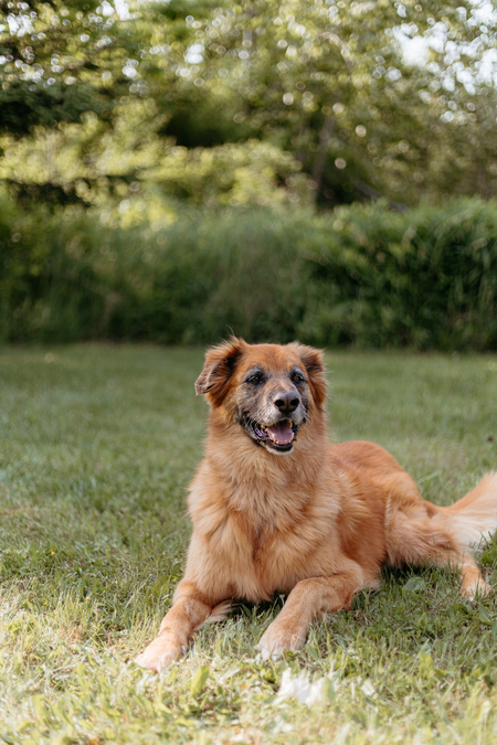 Entry image for Harvey. Clicking this image will show a larger photo