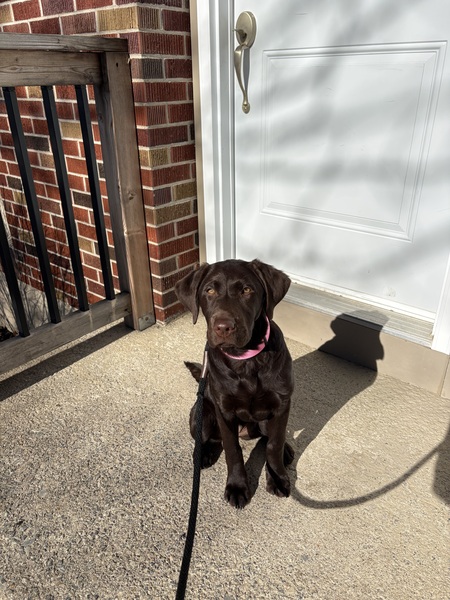 Entry image for Scout. Clicking this image will show a larger photo