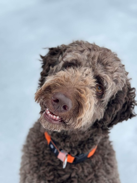 Entry image for Queso. Clicking this image will show a larger photo