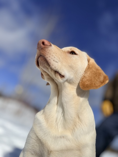 Entry image for Goose. Clicking this image will show a larger photo