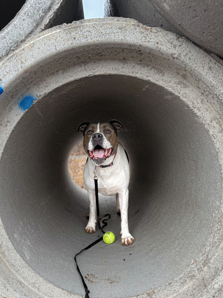 Entry image for Rosie. Clicking this image will show a larger photo