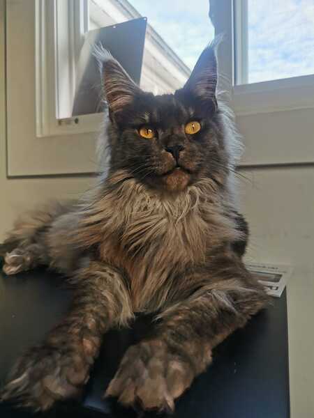 Entry image for Luna. Clicking this image will show a larger photo