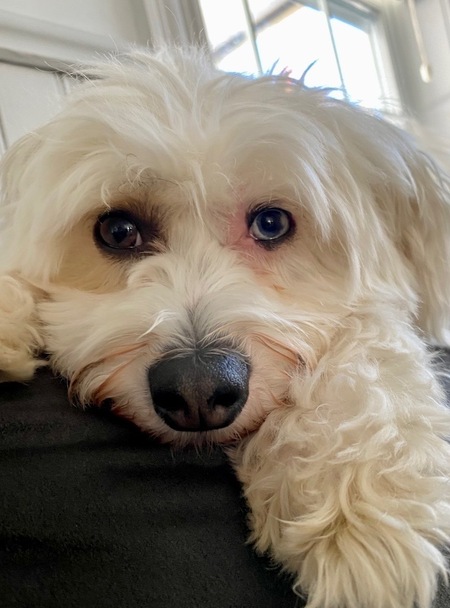 Entry image for Benny the Chinese Crested Powder Puff. Clicking this image will show a larger photo