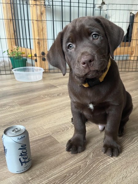 Entry image for Boomer . Clicking this image will show a larger photo