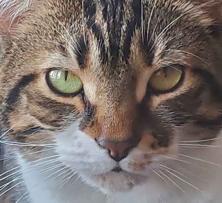 Entry image for Layla. Clicking this image will show a larger photo