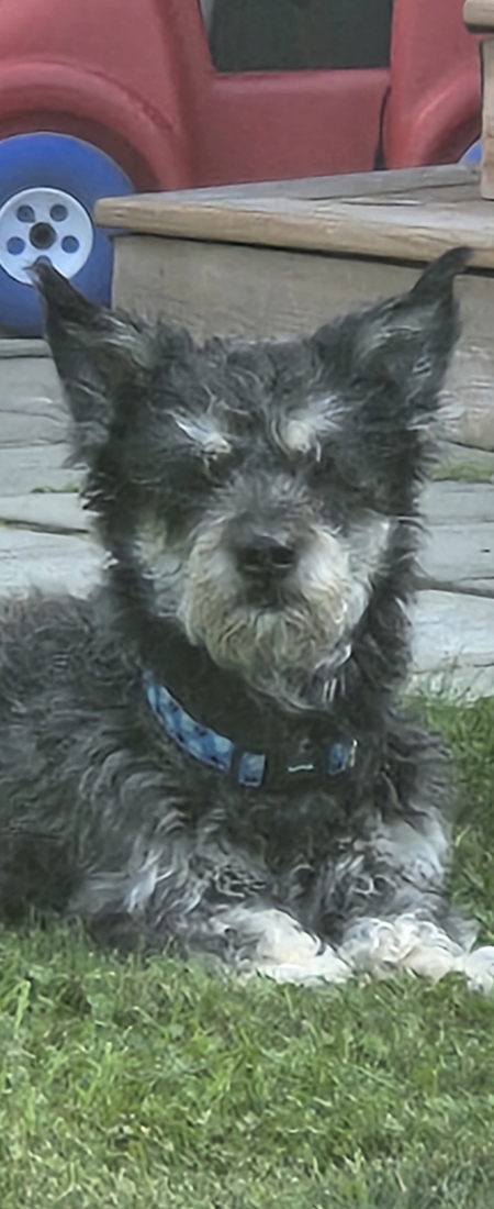 Entry image for Buddy. Clicking this image will show a larger photo