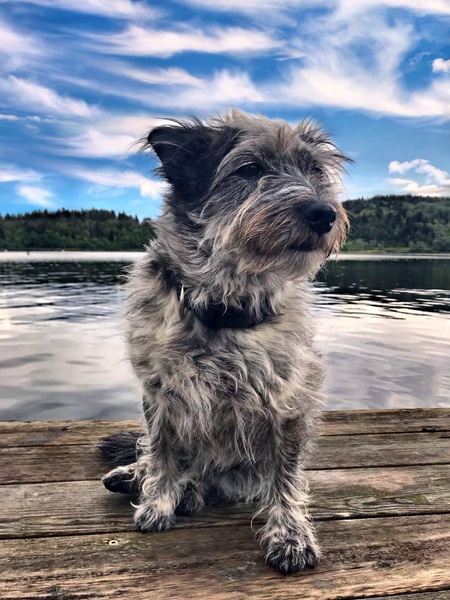 Entry image for Scooter . Clicking this image will show a larger photo