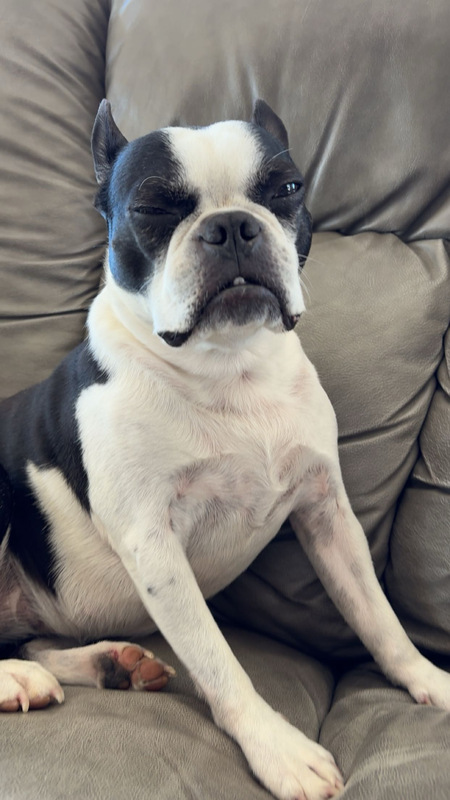 Entry image for Bandit . Clicking this image will show a larger photo