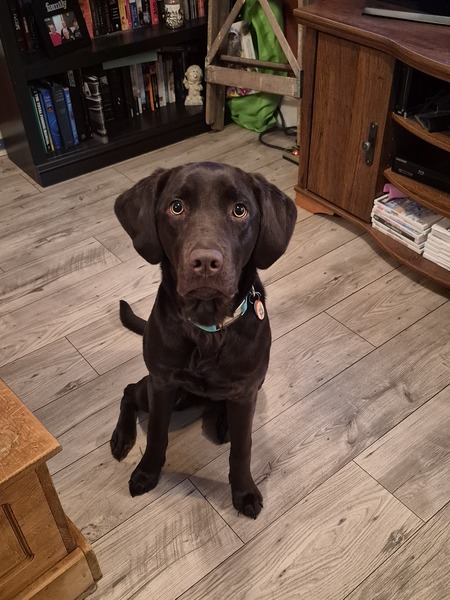 Entry image for Hazel. Clicking this image will show a larger photo