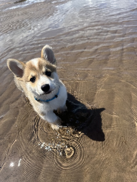 Entry image for Tater Tot. Clicking this image will show a larger photo