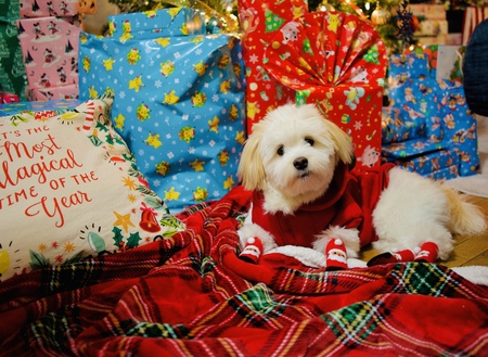 Entry image for Snowy. Clicking this image will show a larger photo