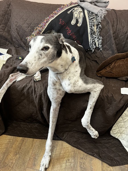 Entry image for Benson. Clicking this image will show a larger photo