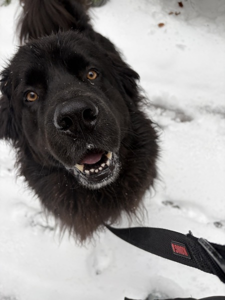 Entry image for Peanut. Clicking this image will show a larger photo