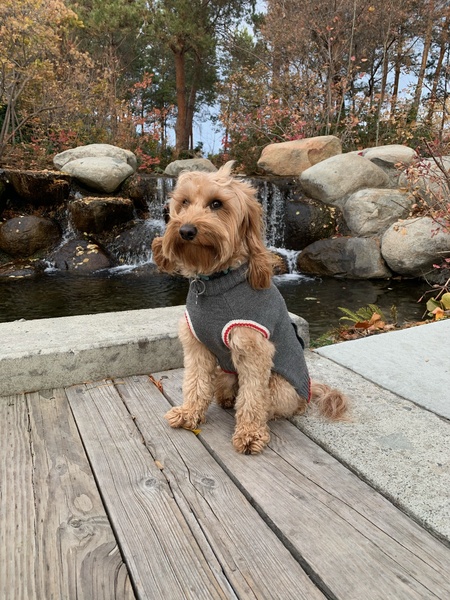 Entry image for Charley. Clicking this image will show a larger photo