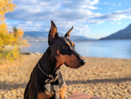 Entry image for Savvy. Clicking this image will show a larger photo