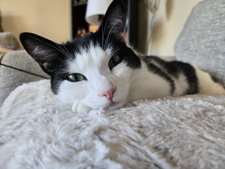 Entry image for Jack. Clicking this image will show a larger photo