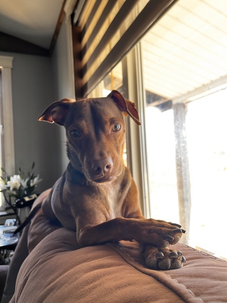 Entry image for Cooper. Clicking this image will show a larger photo