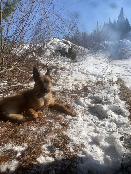 Entry image for Daisy. Clicking this image will show a larger photo