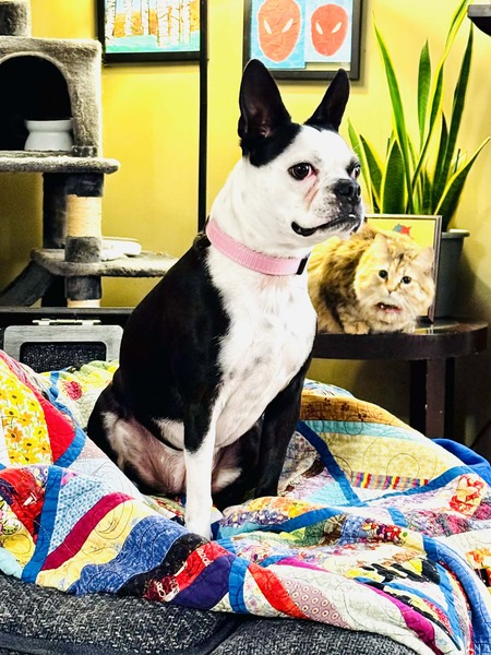 Entry image for Willow. Clicking this image will show a larger photo