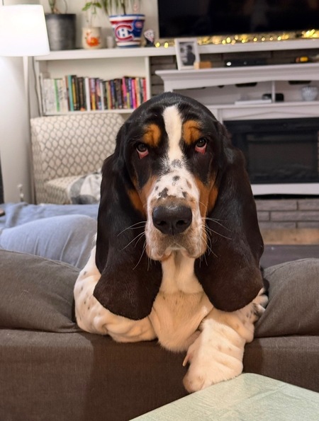 Entry image for Muwin. Clicking this image will show a larger photo