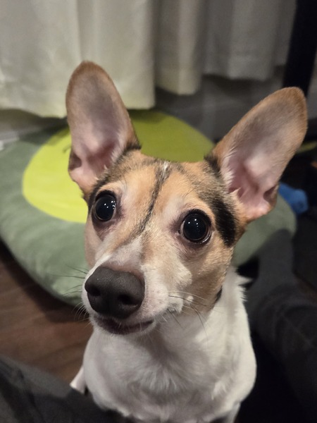 Entry image for Taco. Clicking this image will show a larger photo