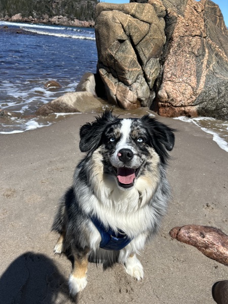 Entry image for Buddy. Clicking this image will show a larger photo