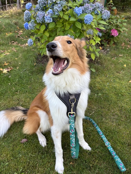 Entry image for Monte . Clicking this image will show a larger photo