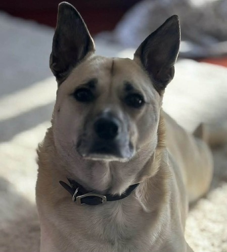 Entry image for  Buddy . Clicking this image will show a larger photo