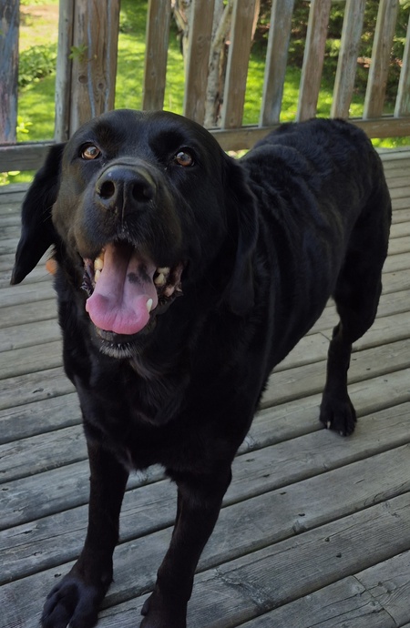 Entry image for Winston. Clicking this image will show a larger photo