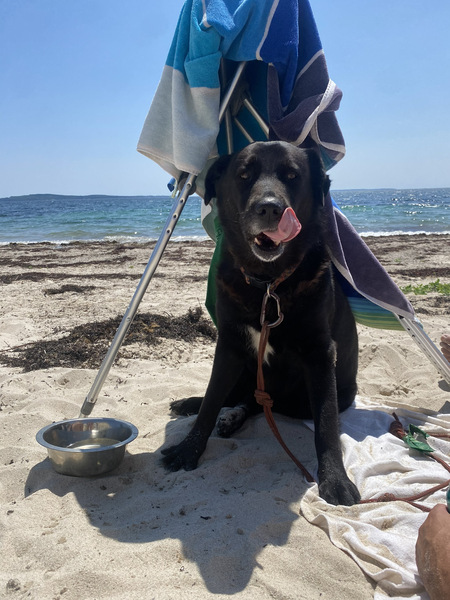 Entry image for Bear. Clicking this image will show a larger photo