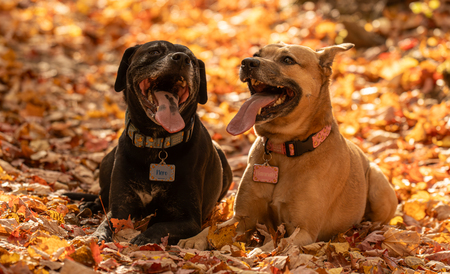 Entry image for Nero and Hannah. Clicking this image will show a larger photo