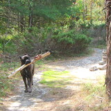 Entry image for IVAN