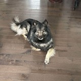 Entry image for Katana 