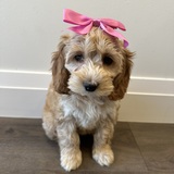 Entry image for Zara