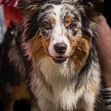 Entry image for Remi