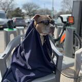 Entry image for Hannah (McJankerson) Francis 