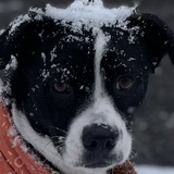 Entry image for Winnie