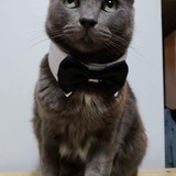 Entry image for Rufus