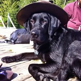 Entry image for Dexter