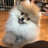 Entry image for Lilly