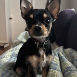 Entry image for Milo