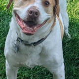 Entry image for Bruiser