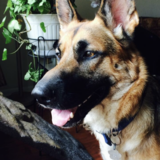 Entry image for Milo