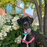 Entry image for Goose