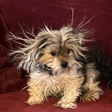 Entry image for Ginger