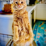 Entry image for Goose