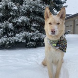 Entry image for Loki