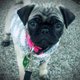 Entry image for Lilypad 